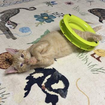 Blaze -  Domestic Short Hair Cat for Adoption - Blaze | PetCurious