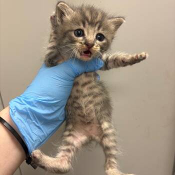 Vortex -  Domestic Short Hair Cat for Adoption in Columbiana, Alabama - Vortex | PetCurious