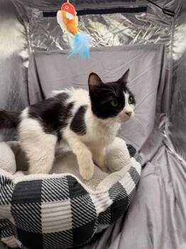 CAROL -  Domestic Short Hair Cat for Adoption in Grovetown, Georgia - CAROL | PetCurious