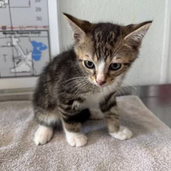 Ocelli -  Domestic Short Hair Cat for Adoption in Mankato, Minnesota - Ocelli | PetCurious