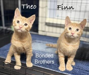 Theo & Finn -  Domestic Short Hair Cat for Adoption in Pawleys Island, South Carolina - Theo & Finn | PetCurious
