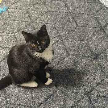 Finn and Hope -  Domestic Short Hair Cat for Adoption in Charlotte, North Carolina - Finn And Hope | PetCurious