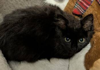 Boba Pearl Grifols -  Domestic Long Hair Cat for Adoption in Poplar Grove, Illinois - Boba Pearl Grifols | PetCurious