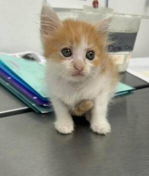 Gesibell 1 -  Domestic Short Hair Cat for Adoption in Sullivan, Indiana - Gesibell 1 | PetCurious