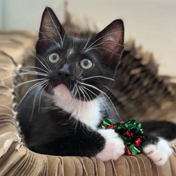 Rescue Domestic Short Hair Cats for Adoption in Los Angeles, California - Ava | PetCurious