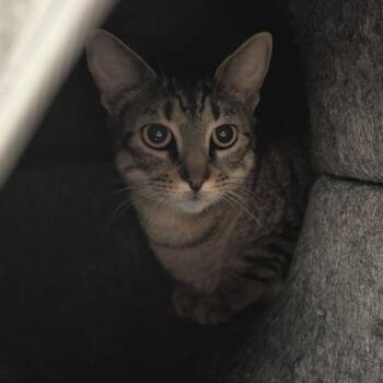 Yowie -  Domestic Short Hair Cat for Adoption in Titusville, Florida - Yowie | PetCurious