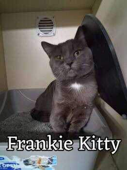 Munchkin and Mixed Breed Cats Available for Adoption in Hillsboro, Ohio - Frank Kitty | PetCurious