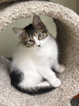 Rescue Domestic Medium Hair Cats for Adoption in Kerrville, Texas - Lucy | PetCurious