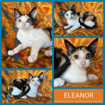 Eleanor -  Domestic Short Hair Cat for Adoption in Corpus Christi, Texas - Eleanor | PetCurious