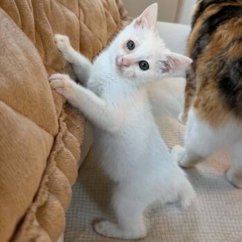 Yuki -  Domestic Short Hair Cat for Adoption in Buffalo, Minnesota - Yuki | PetCurious