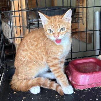 Garfield (C6) -  American Shorthair Cat for Adoption in Portland, Texas - Garfield (C6) | PetCurious