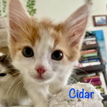 Cidar -  Domestic Short Hair Cat for Adoption in Reston, Virginia - Cidar | PetCurious