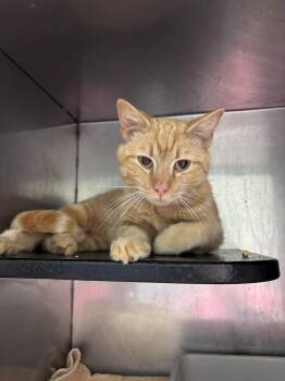 Domestic Short Hair Cats Available for Adoption in Burgaw, North Carolina - TIGGER | PetCurious
