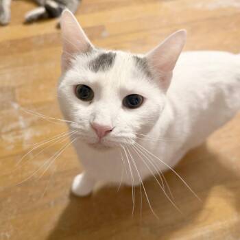 Domestic Short Hair Cats Available for Adoption in Medina, Ohio - Hot Dog | PetCurious