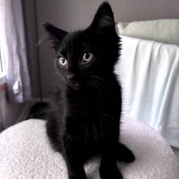 Chalupa -  Domestic Long Hair Cat for Adoption in Chattanooga, Tennessee - Chalupa | PetCurious