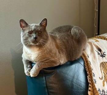 Rescue Siamese and Ragdoll Cats for Adoption in Pasco, Washington - Levi | PetCurious