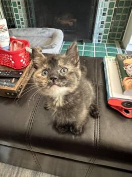 Tilly -  Domestic Short Hair Cat Available for Adoption in Ferndale, Michigan - Tilly | PetCurious