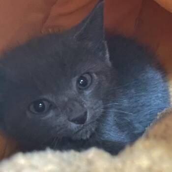 Sir Lantana -  Domestic Short Hair Cat for Adoption in Port Charlotte, Florida - Sir Lantana | PetCurious