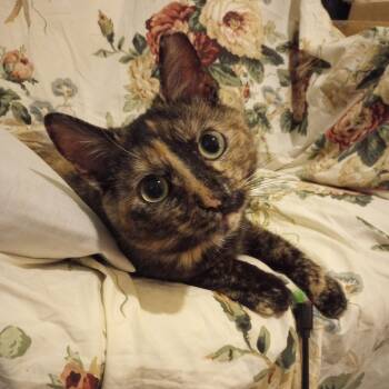 Daisy (Daisy Jane) -  Tortoiseshell Cat for Adoption in Nashville, Tennessee - Daisy (Daisy Jane) | PetCurious