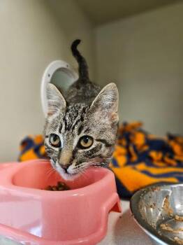 Espionage -  Domestic Short Hair Cat for Adoption in Fort Collins, Colorado - Espionage | PetCurious
