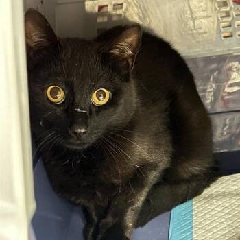 Tomato -  Domestic Short Hair Cat for Adoption in Salt Lake City, Utah - Tomato | PetCurious