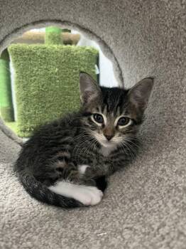 Domestic Short Hair Cats Available for Adoption in Muskego, Wisconsin - Hector - Sweet And Affectionate 8 Week Kitten | PetCurious