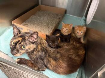 Skeeter -  Domestic Short Hair Cat for Adoption in Cape Coral, Florida - Skeeter | PetCurious