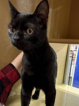 Domestic Short Hair Cats Available for Adoption - Begbie | PetCurious