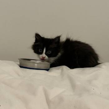 Tux (Greenlawn 7) -  Domestic Long Hair Cat for Adoption in Westport, Connecticut - Tux (Greenlawn 7) | PetCurious