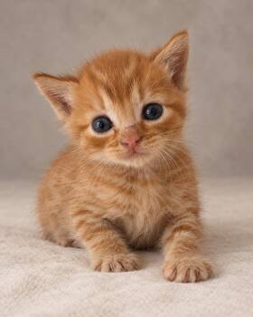 Yinny -  Tabby Cat for Adoption in Miami, Florida - Yinny | PetCurious