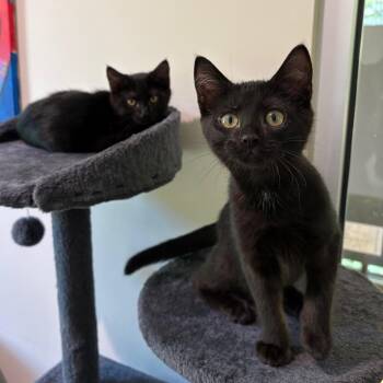 Busta -  Domestic Short Hair Cat for Adoption in Cumming, Georgia - Busta | PetCurious