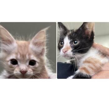 Bonded pair Boo & Lady -  Maine Coon and Tabby Cat for Adoption in Brampton, Ontario - Bonded Pair Boo & Lady | PetCurious