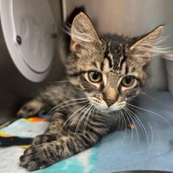 Charleston -  Domestic Short Hair Cat for Adoption in Lakeland, Florida - Charleston | PetCurious