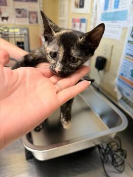 MIRABEL -  Domestic Short Hair Cat for Adoption in Fort Myers, Florida - MIRABEL | PetCurious