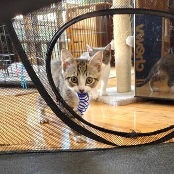 Manchitas -  Domestic Short Hair Cat for Adoption in Germantown, Maryland - Manchitas | PetCurious