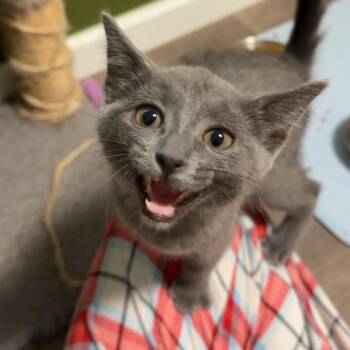 Lucy -  Domestic Short Hair Cat for Adoption in Springfield, Oregon - Lucy | PetCurious