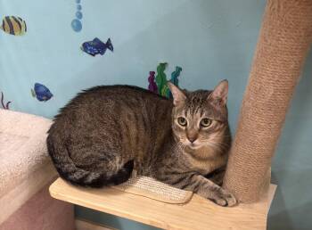 Rescue Domestic Short Hair Cats for Adoption in Whittier, California - Cylde | PetCurious