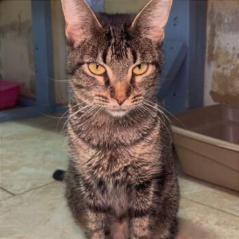 Rescue Domestic Short Hair Cats for Adoption in Webster, Texas - Brittany | PetCurious