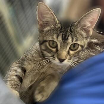 Mattie -  Domestic Short Hair Cat for Adoption in Springfield, Illinois - Mattie | PetCurious