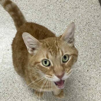 Milo -  Domestic Short Hair Cat for Adoption in St. Helena, California - Milo | PetCurious