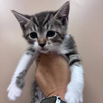 Domestic Short Hair Cats Available for Adoption in Goleta, California - Catpuccino | PetCurious