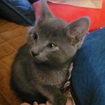 Greyson (Sissy_kit7) -  Domestic Short Hair Cat for Adoption in Edwardsville, Illinois - Greyson (Sissy_kit7) | PetCurious