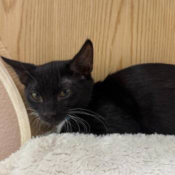 Dash -  Domestic Short Hair Cat for Adoption in Las Vegas, Nevada - Dash | PetCurious