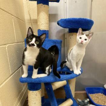 Yleano -  Domestic Short Hair Cat for Adoption in Los Angeles, California - Yleano | PetCurious