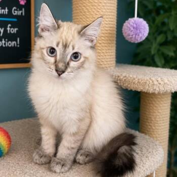 Kyleen -  Domestic Medium Hair and Siamese Cat for Adoption in Antioch, California - Kyleen | PetCurious