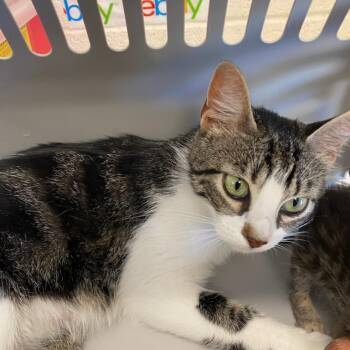 Domestic Short Hair Cats Available for Adoption in Memphis, Tennessee - OXI | PetCurious