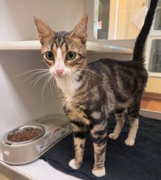 POE -  Domestic Short Hair Cat for Adoption in Texas City, Texas - POE | PetCurious