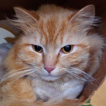 Victor -  Domestic Long Hair Cat for Adoption in Dayton, Ohio - Victor | PetCurious