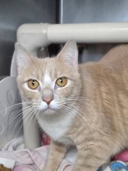 Pearl -  Domestic Short Hair Cat for Adoption in Herndon, Virginia - Pearl | PetCurious