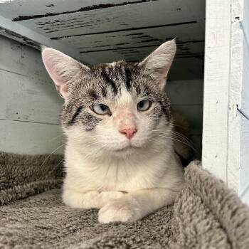 Eugene -  Siamese Cat for Adoption in Grand Rapids, Michigan - Eugene | PetCurious